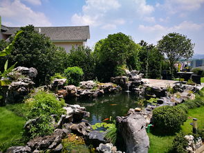 红白锦鲤挑选 杭州华池园林 锦鲤