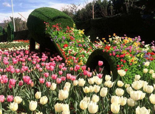 景区景观五色草真植物雕塑批发价 四川雕塑厂专业定制