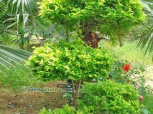 东莞苑美园林景观工程 专业打造休闲舒心的后花园庭首选